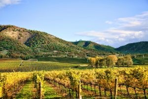 Autumn Vineyard - Rows of Grapevines in Fall