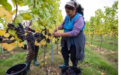 English wine pioneers rush to start UK vineyards