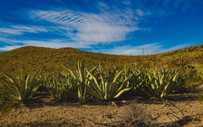 How to Create a Certified Organic Tequila